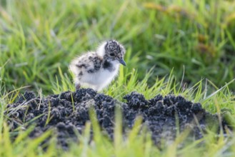 A lapwing chick (Vanellus vanellus) in down plumage in the tall grass runs curiously towards a