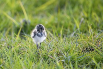 A lapwing chick (Vanellus vanellus) in down plumage in the tall grass runs curiously through a wet