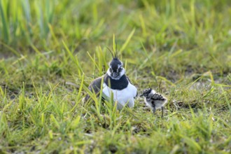 A lapwing (Vanellus vanellus) with its chick in down plumage in the tall grass of a wet meadow,