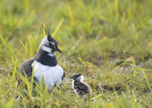 A lapwing (Vanellus vanellus) with its chick in down plumage in the tall grass of a wet meadow,