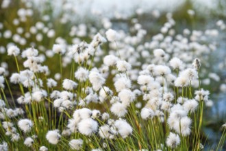 White fruiting sheath cottongrass (Eriophorum vaginatum), picture radiates vastness and openness,