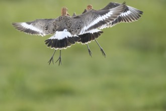 Two black-tailed godwits (Limosa limosa) in a wild territorial fight on a wet meadow, Dümmer nature