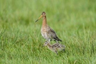 Black-tailed godwit (Limosa limosa) with chicks in tall grass, Dümmer nature park Park, Lower