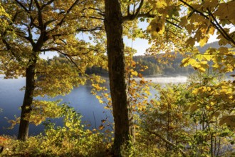 Autumn forest at Innerstestausee in the Harz Mountains, Innerstestausee, Goslar, Lower Saxony,