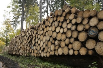 Logging in the Harz Mountains, forest work, Goslar, Lower Saxony, Germany