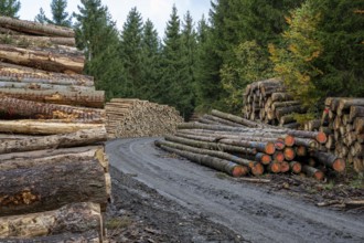 Logging in the Harz Mountains, Goslar, forest work, Lower Saxony, Germany