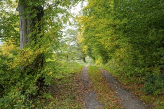 Autumn landscape in the Harz Mountains, Goslar, Lower Saxony, Germany