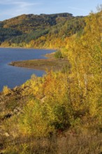 Autumn forest at Innerstestausee in the Harz Mountains, Innerstestausee, Goslar, Lower Saxony,