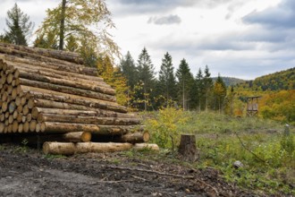 Hochsitz and bark beetle fall in autumn Harz, forest, Goslar, Lower Saxony, Germany
