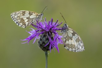 Checkerspot butterfly (Melanargia galathea), Bad Münstereifel, North Rhine-Westphalia, Germany