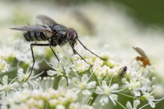 Schröter caterpillar fly (Dinera ferina), Blankenheim, North Rhine-Westphalia, Germany
