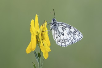 Checkerspot butterfly (Melanargia galathea) on gorse (Genista tinctoria), Bad Münstereifel, North