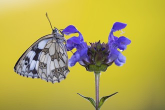 Checkerspot butterfly (Melanargia galathea) on Large Self-heal (Prunella grandiflora), Bad
