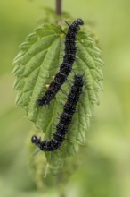 Peacock butterfly (Aglais io, syn.: Inachis io, Nymphalis io), caterpillar feeding on a nettle