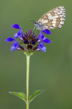 Checkerspot butterfly (Melanargia galathea) on Large Self-heal (Prunella grandiflora), Bad