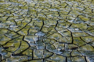 Winter hoarfrost at Ahlhorn fish ponds, Ahlhorn fish ponds, Ahlhorn, Lower Saxony, Germany