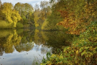 Autumn at the Ahlhorn fish ponds, forest, Ahlhorn, Lower Saxony, Germany