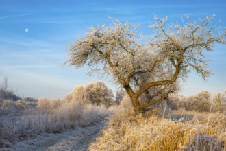 Winter hoarfrost at Ahlhorn fish ponds, apple tree, Ahlhorn fish ponds, Ahlhorn, Lower Saxony,