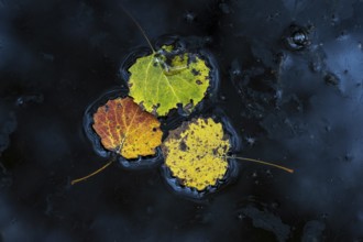 Leaves of an aspen (Populus tremula) in autumn, Goldenstedter, Lower Saxony, Germany