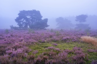 Flowering heather (Calluna vulgaris) with pine trees on a foggy morning in the Ahlhorner Heide,