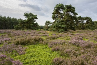 Blooming heathland at the Ahlhorn fish ponds, Ahlhorn, Lower Saxony, Germany