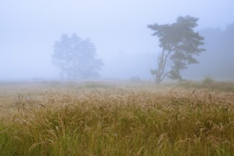Foggy morning in the Ahlhorner Heide, Ahlhorn, Lower Saxony, Germany