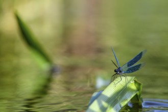 A Banded demoiselle (Calopteryx splendens) sitting on a curved leaf, iridescent wings glistening in