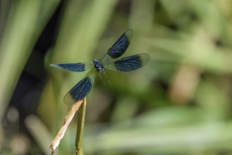 A Banded demoiselle (Calopteryx splendens) flies with outspread wings from the front, iridescent