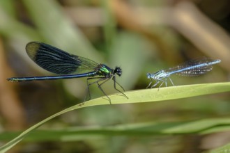 A Banded demoiselle (Calopteryx splendens) on the left and a White-legged damselfly (Platycnemis