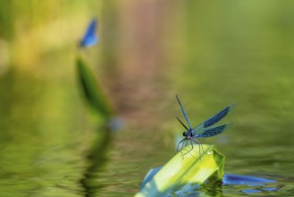 A Banded demoiselle (Calopteryx splendens) sitting on a leaf, iridescent wings glistening in the