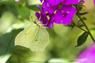 Lemon butterfly (Gonepteryx rhamni), Vechta, Lower Saxony, Germany