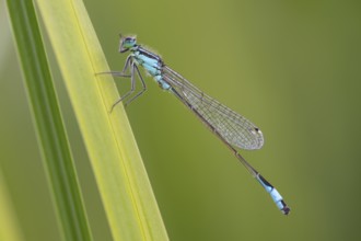 Blue-tailed damselfly (Ischnura elegans), Ahlhorn, Lower Saxony, Germany