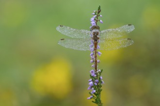 Marsh dragonfly (Sympetrum depressiusculum) in the morning dew on flowering heather (Calluna