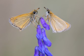 Large skipper (Ochlodes sylvanus), Ahlhorn, Lower Saxony, Germany