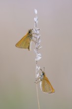 Large skipper (Ochlodes sylvanus), Ahlhorn, Lower Saxony, Germany