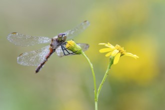 Marsh dragonfly (Sympetrum depressiusculum), Ahlhorn, Lower Saxony, Germany