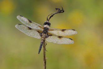 Four-spotted dragonfly (Libellula quadrimaculata), Ahlhorn, Lower Saxony, Germany