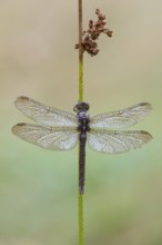 Marsh dragonfly (Sympetrum depressiusculum), Ahlhorn, Lower Saxony, Germany