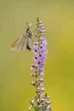 Large skipper (Ochlodes sylvanus) on flowering heather (Calluna vulgaris), Ahlhorn, Lower Saxony,