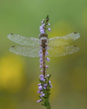 Marsh dragonfly (Sympetrum depressiusculum) in the morning dew on flowering heather (Calluna