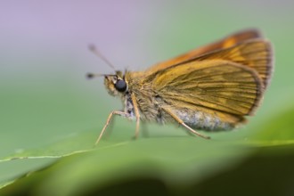 Large skipper (Ochlodes sylvanus), Ahlhorn, Lower Saxony, Netherlands