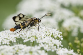 Large birch glasswing (Synanthedon scoliaeformis), Ahlhorn, Lower Saxony, Germany
