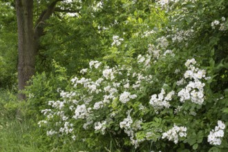 Hedge rose (Rosa corymbifera), Ahlhorn, Lower Saxony, Germany