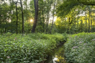 Balsam (Impatiens), neophytes, Ahlhorn, Lower Saxony, Germany