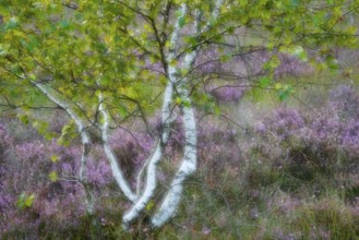 Birches for heather blossoms in the moor, Goldenstedter Moor, Goldenstedt, Lower Saxony, Germany