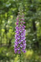 Flowering foxglove (Digitalis purpurea) in a forest clearing, Vechta, Lower Saxony, Germany