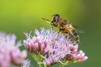 Hoverfly (Eristalis), Ahlhorn, Lower Saxony, Germany