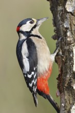 Great spotted woodpecker (Dendrocopus major), male, foraging on the trunk of a common birch (Betula