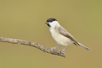 Willow Tit (Parus montanus), Willow Tit (Parus montanus) sitting on a branch overgrown with moss,