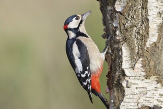 Great spotted woodpecker (Dendrocopus major), male, foraging on the trunk of a common birch (Betula